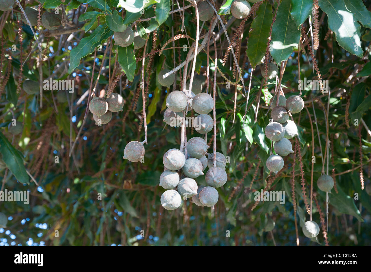 Noci di Macadamia sulla struttura ad albero Foto Stock