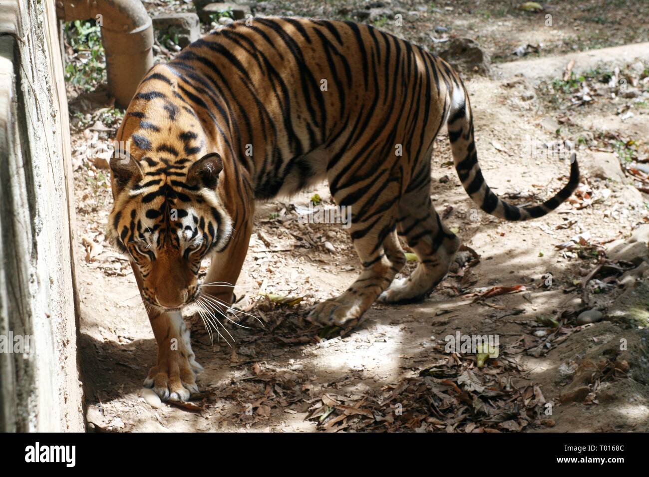 Ripresa completa di una tigre bengala che ritira intorno Foto Stock