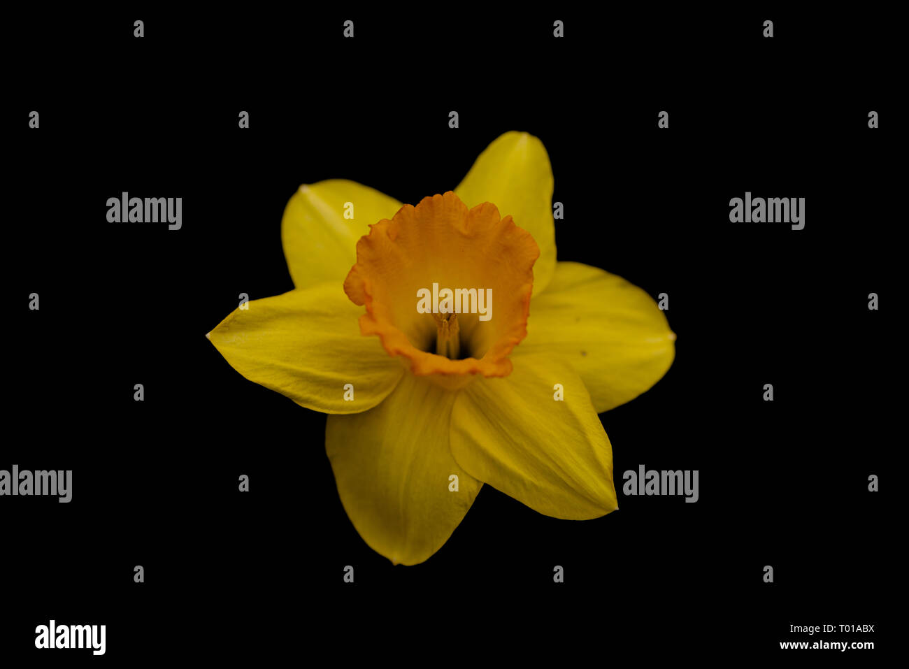 Immagine di un daffodil contro uno sfondo nero. La curva di tonalità è stata modificata. Foto Stock