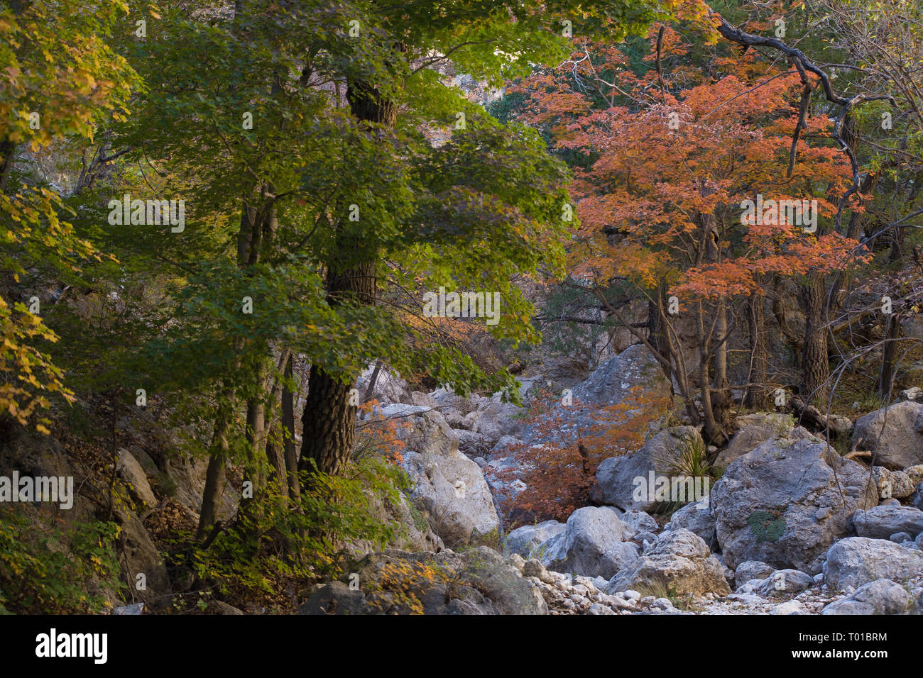 Guadalupe Mountains NP, Culberson County, Texas, Stati Uniti d'America Foto Stock