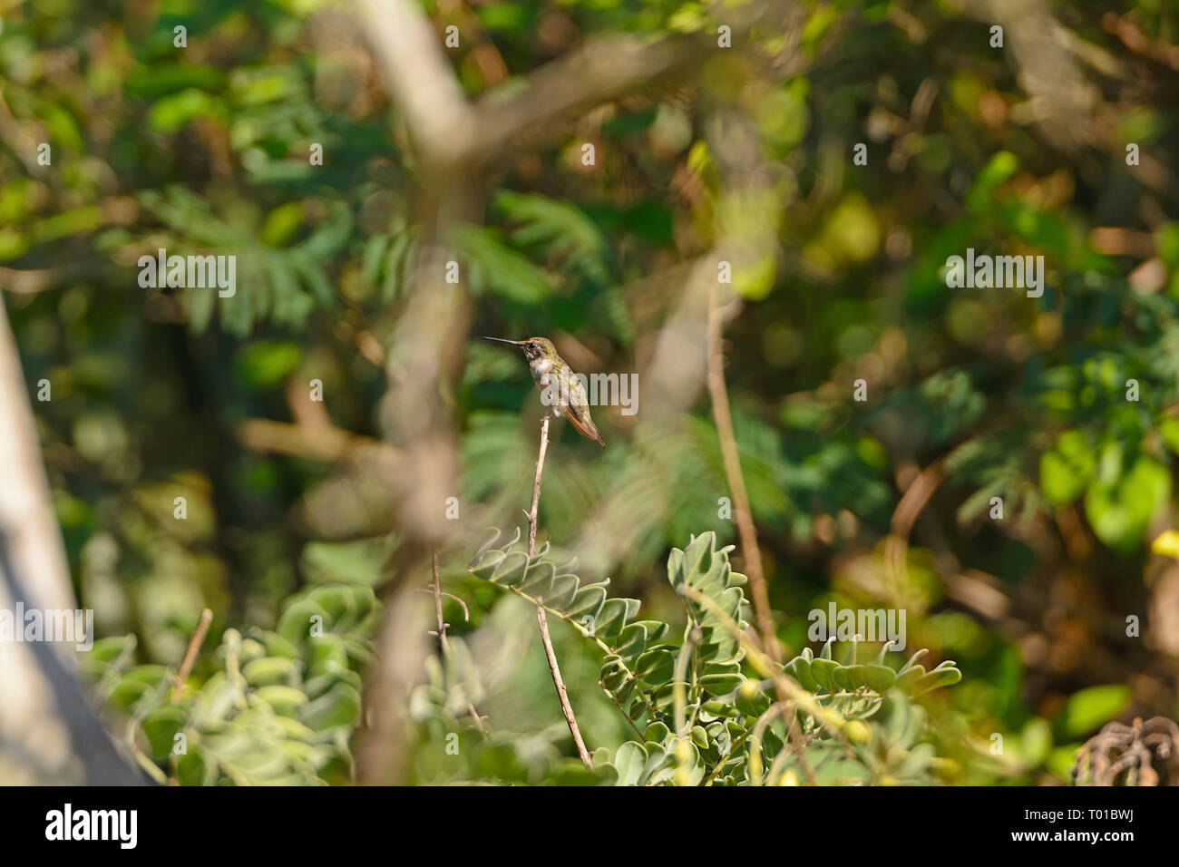 Black Chinned Hummingbird in una struttura ad albero nella Santa Ana Wildlife Refuge in Texas Foto Stock