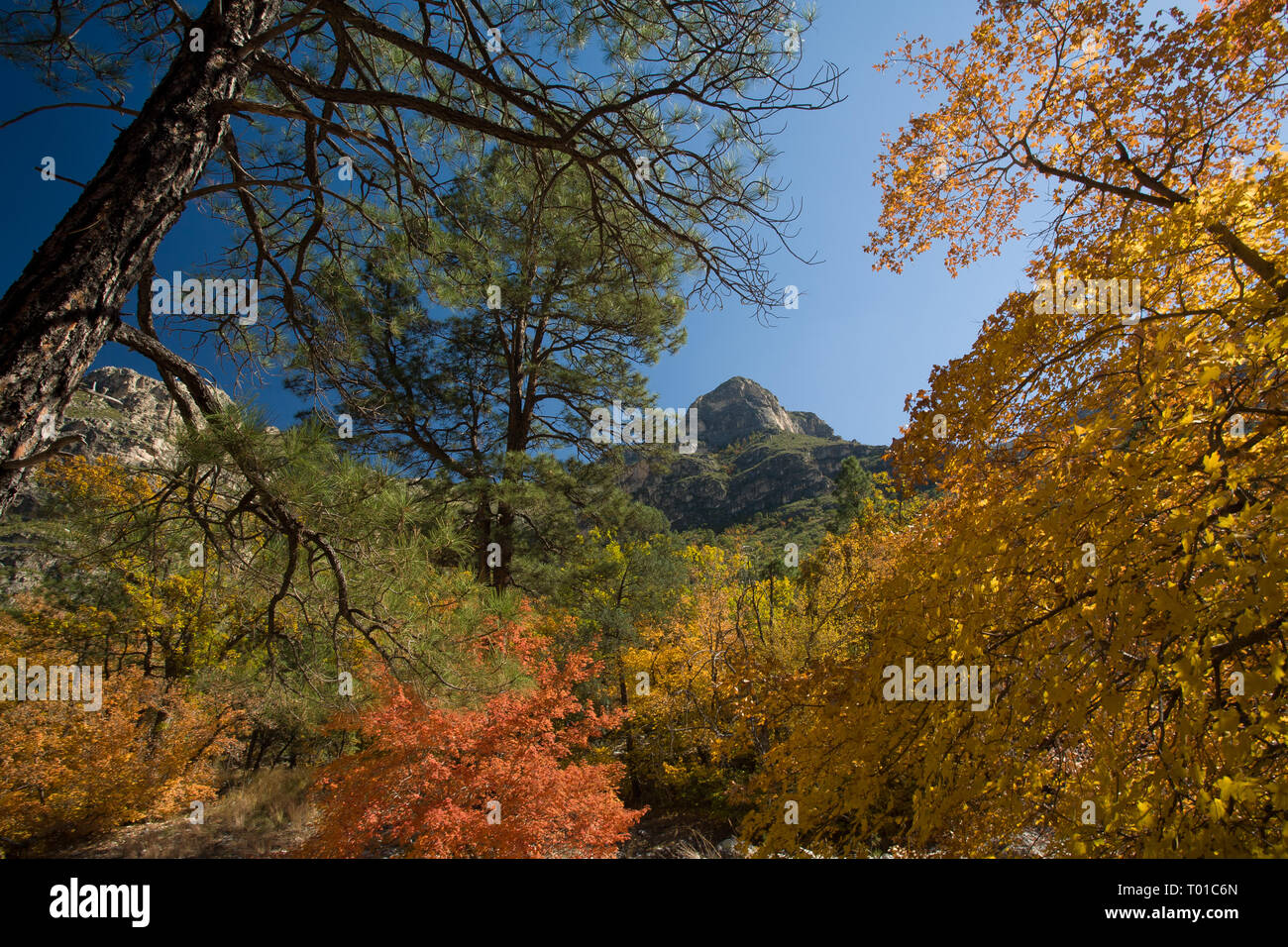 Guadalupe Mountains NP, Culberson County, Texas, Stati Uniti d'America Foto Stock