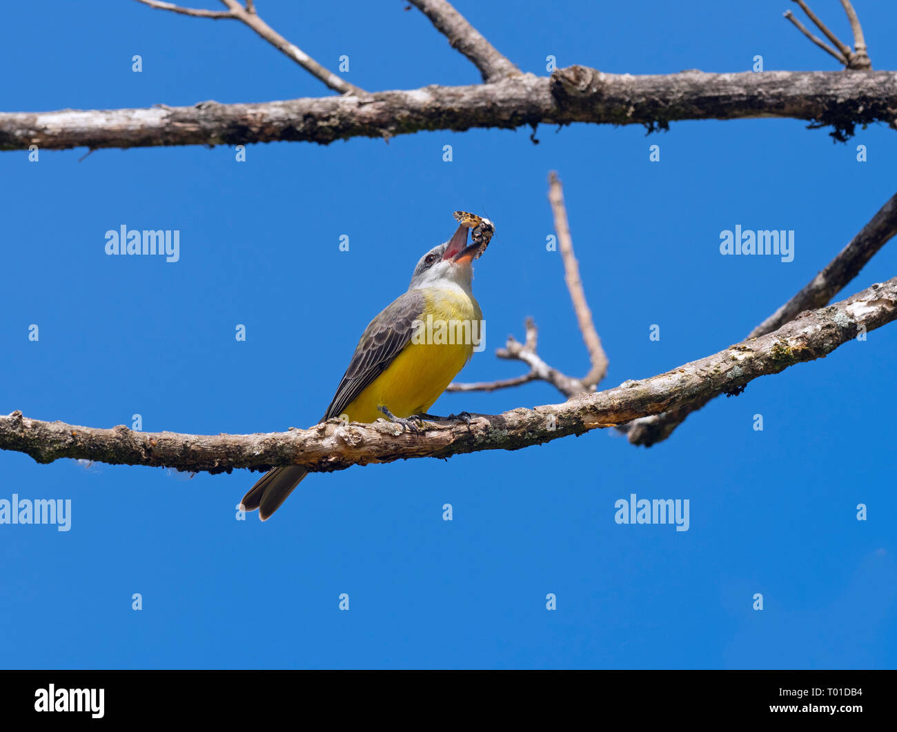 Tropical kingbird Tyrannus melancholicus Costa Rica Febbraio Foto Stock