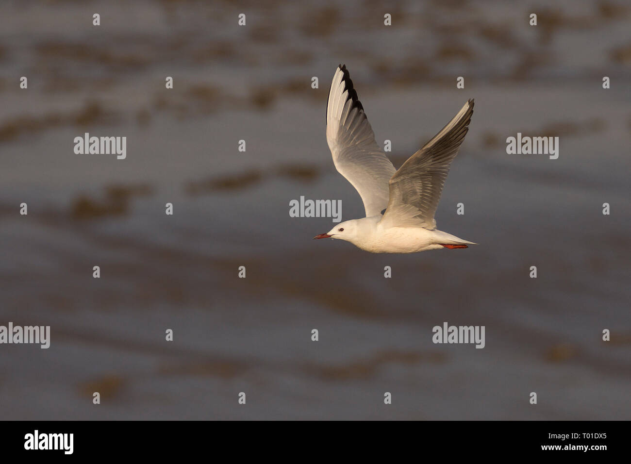Gull (Chromicocephalus genei) dal costo snello in volo Foto Stock