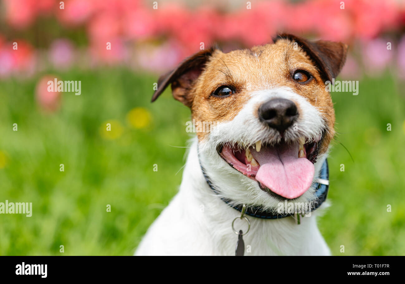 Ritratto di tipo sorridente cane contro colorato sfondo a molla Foto Stock