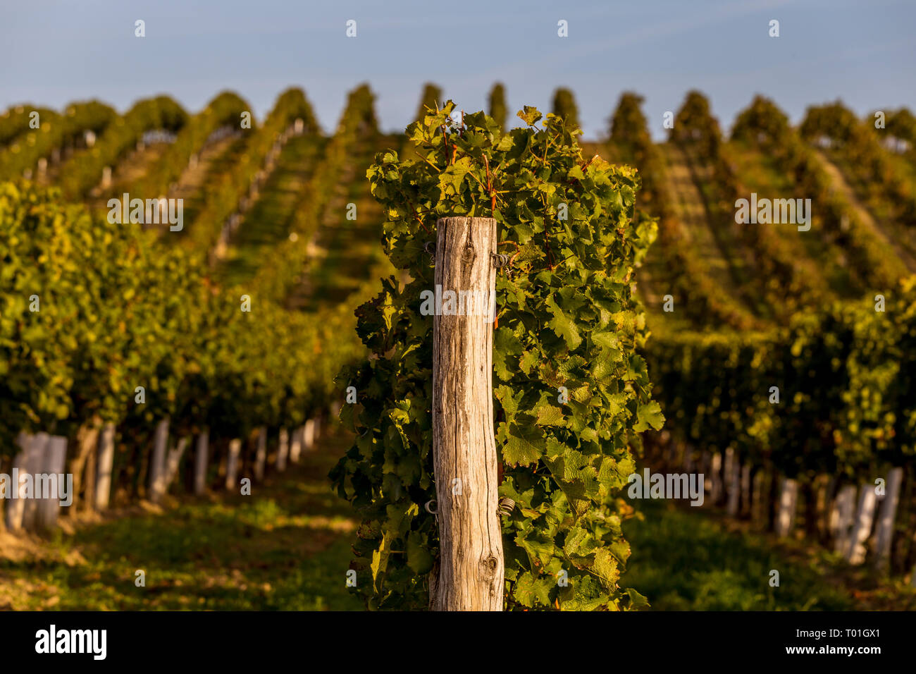 Accurate filari di vigne sulle colline sopra il villaggio di Dolni Dunajovice in Moravia del sud Foto Stock