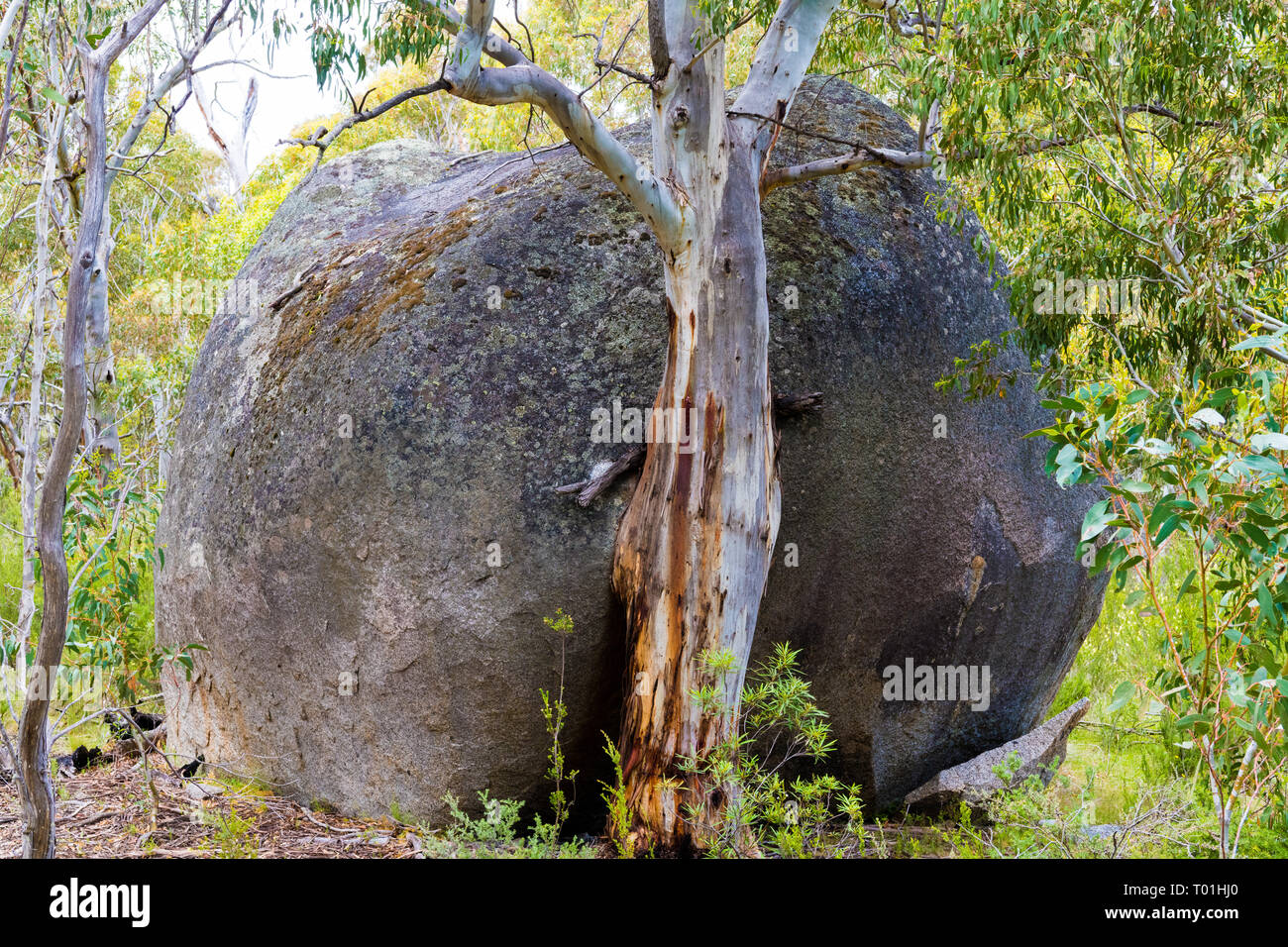Nativi Australiani vegetazione forestale nel Kosciuszko National Park, NSW, Australia. Sullo sfondo della natura con piante e vegetazione. Foto Stock