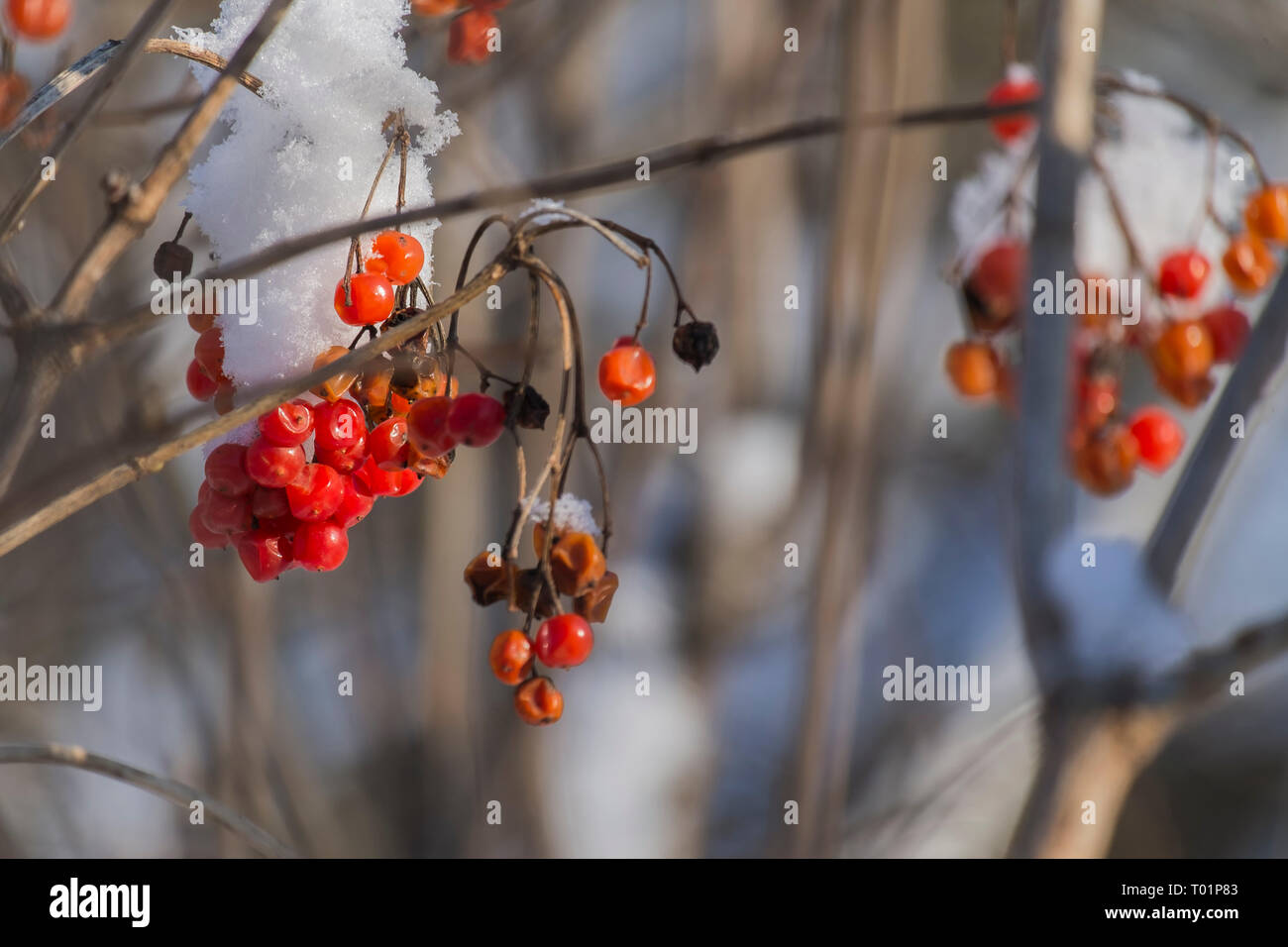 Bacche rosse di viburnum coperte di neve (Viburnum opulus) Foto Stock