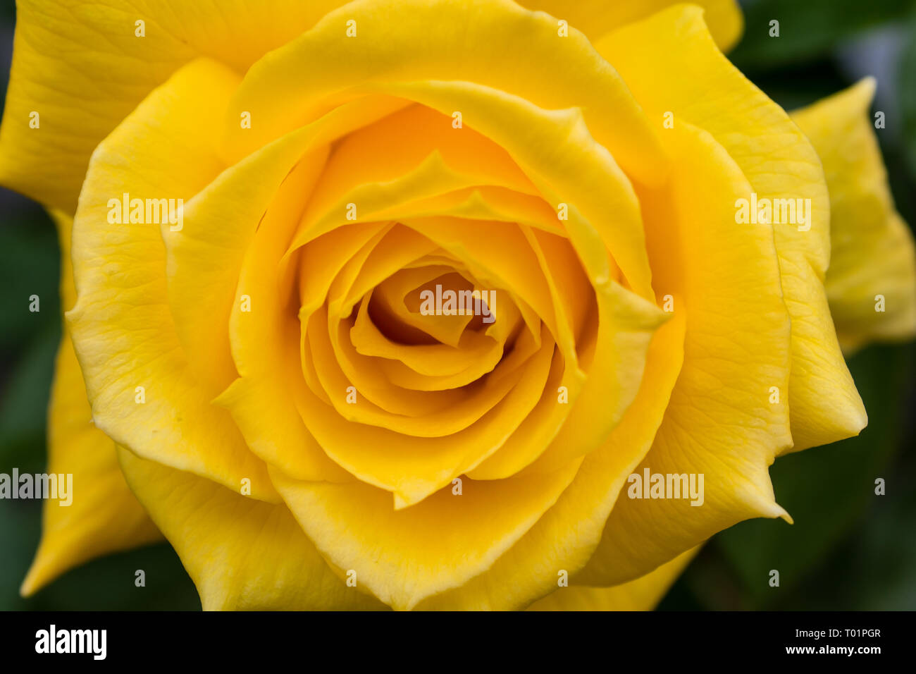 Primo piano di una rosa gialla in giardino Foto Stock