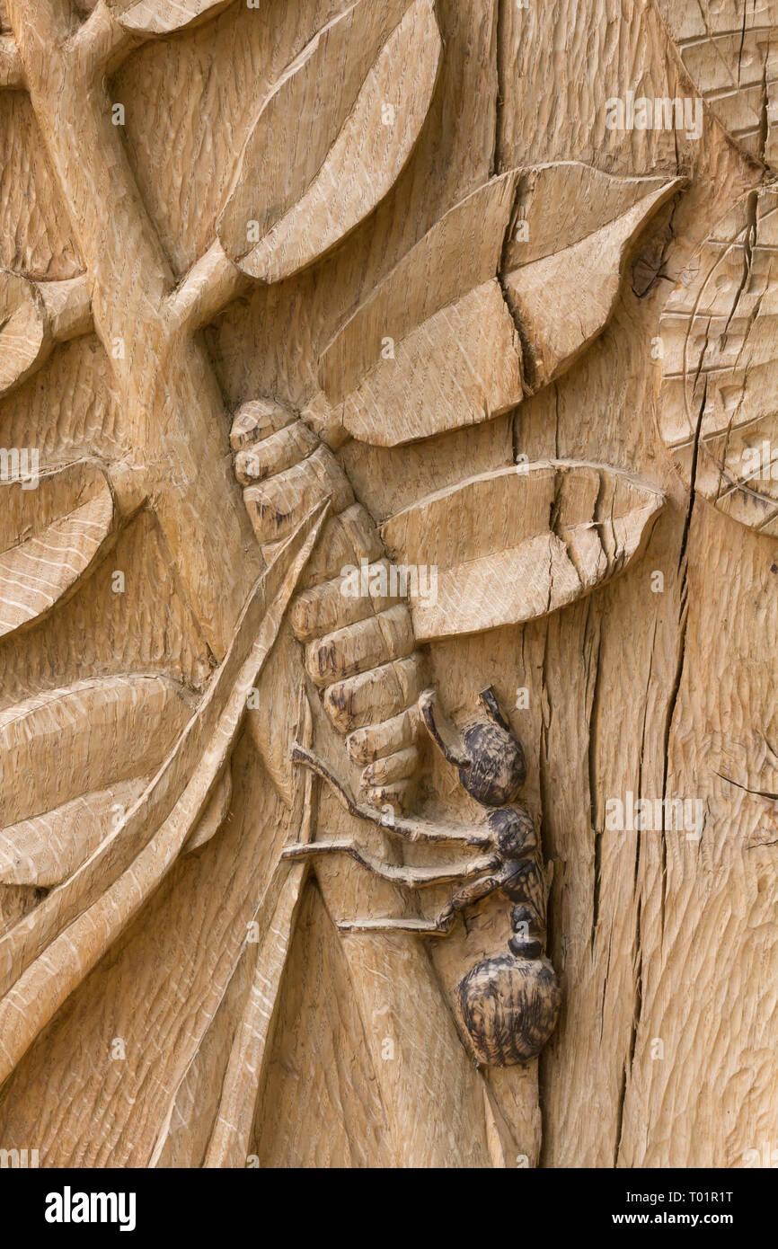 Scultura in legno di quercia che illustra il ciclo di vita dell'Adonis blue butterfly di Iain Hamilton Crafer. Denbies Hillside, Dorking, Surrey, Regno Unito. Foto Stock