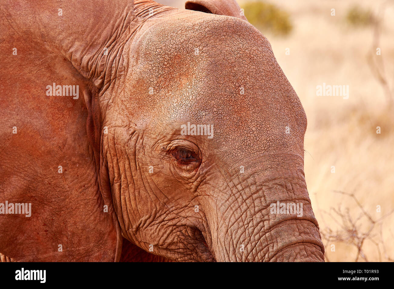 Dettaglio della testa di elefante con occhio ed orecchio. African safari in Kenya. Foto Stock