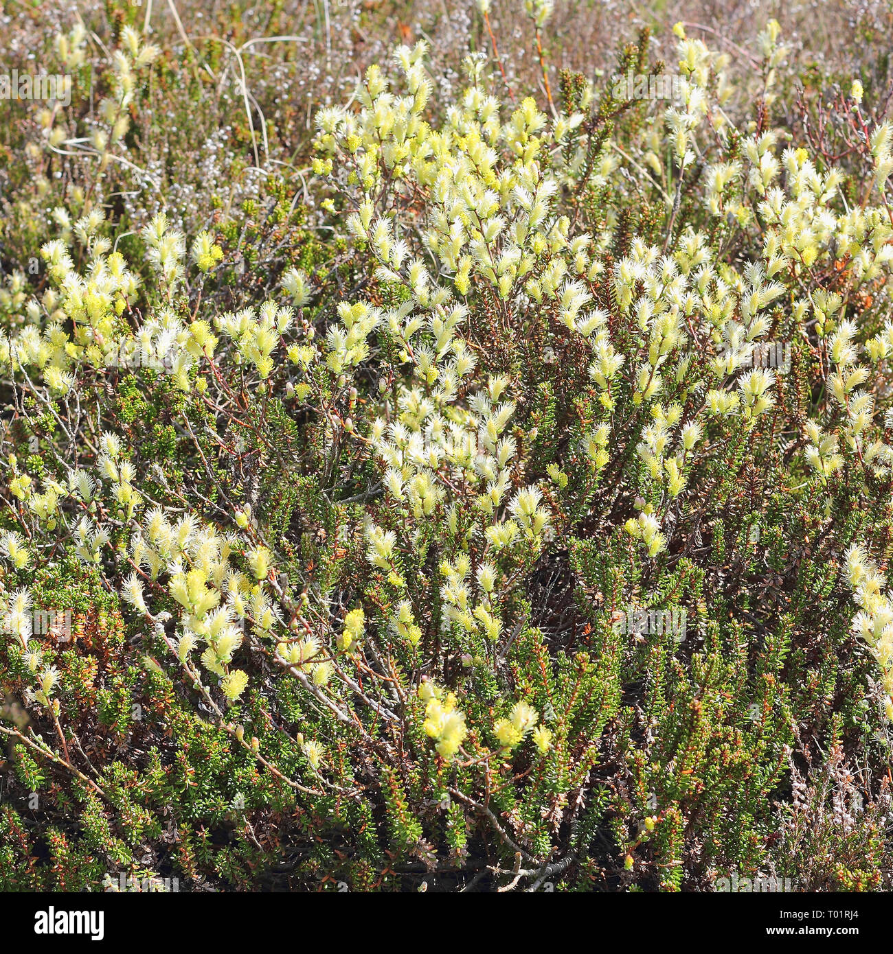 Fioritura Creeping willow, Salix repens, in un gioco di dune sull'isola del mare del Nord Sylt Foto Stock