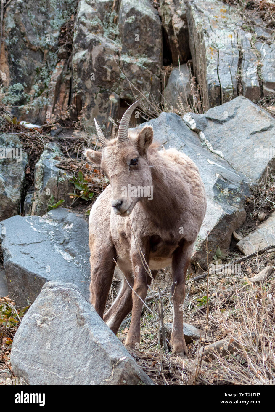 Bighorn lungo il fiume Platte nel Canyon di Waterton Colorado su un bel mattino invernale Foto Stock