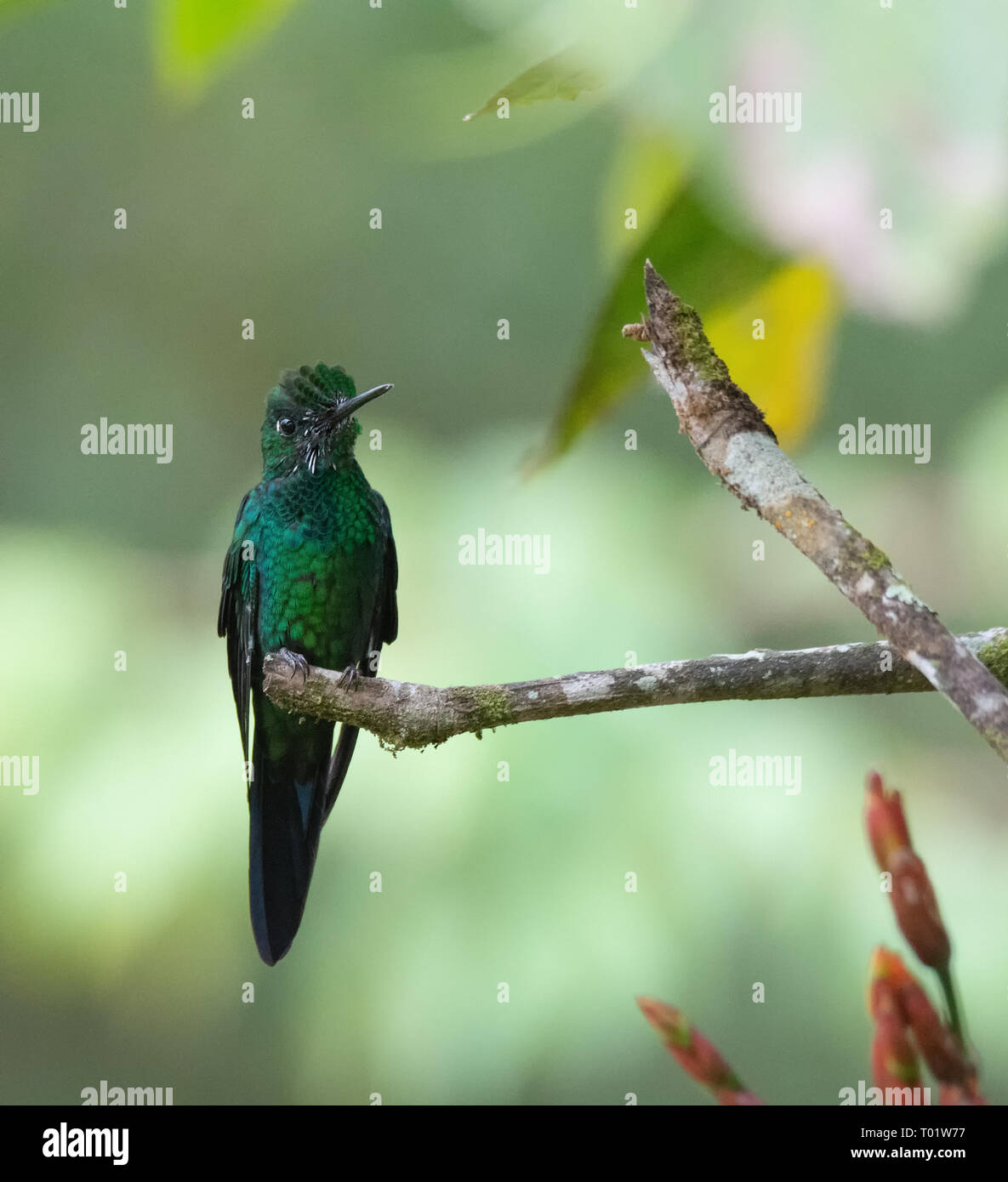 Arroccato al termine di un ramoscello di un verde-incoronato hummingbird brillante prende una breve pausa da alimentare Foto Stock