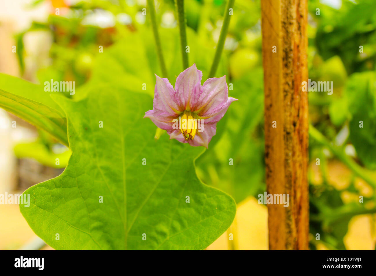 La melanzana fioriture dei fiori nel giardino Foto Stock