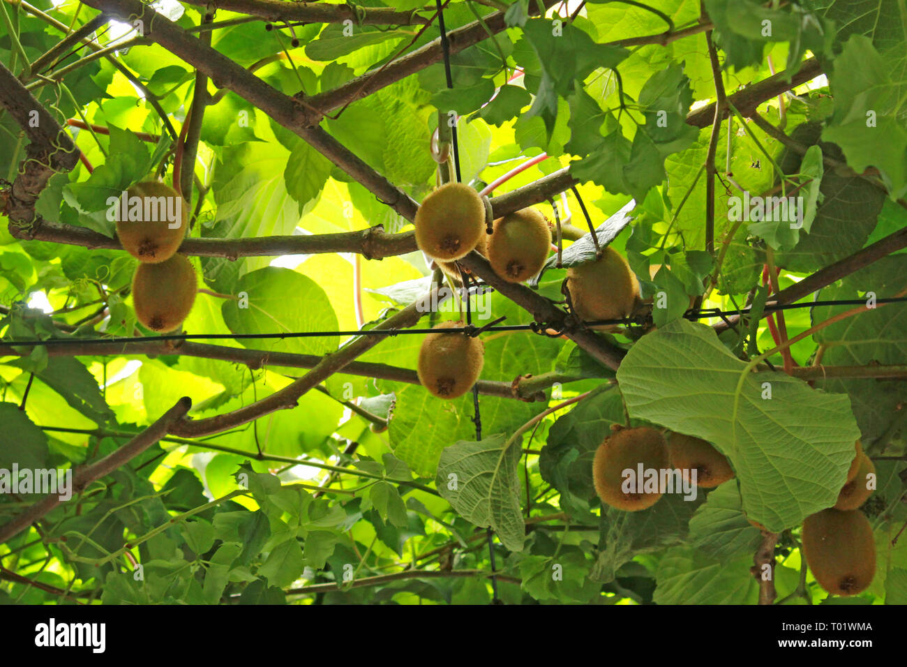 Kiwi su un ramo, blured focus. Con rami e foglie. Giardino naturale in Montenegro. Foto Stock