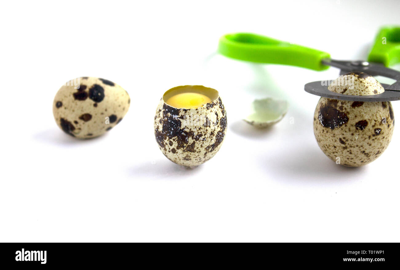 Materie uovo di quaglia su sfondo bianco Foto Stock