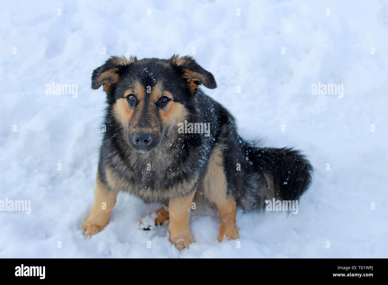 Triste Stray dog sitter sulla neve. Foto Stock