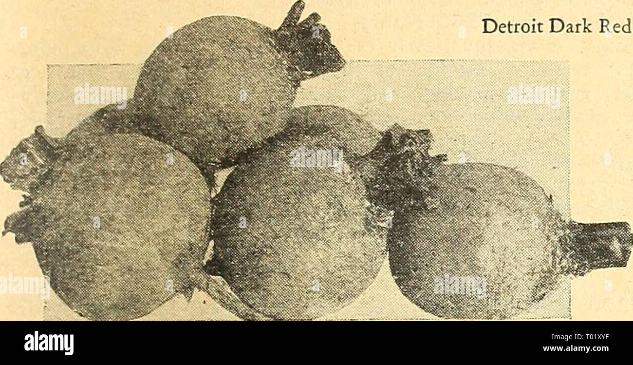 Dreer giardino del libro per 1945 . dreersgardenbook1945henr Anno: 1945 Tabella bietole Betterave, Fr. Remolacha, Sp. Barbabietola, Ital. Ruebe, Ger. Il trattamento di sementi con Cuprocide, Arasan o Semesan. 1 Pkt. per 30 m.; 1 oz. per 100 m.; 6 libbre per acro. Per un approvvigionamento continuo durante tutta la stagione, rendono la prima semina all'aperto circa il primo di aprile e ogni due settimane fino al 1 agosto. Le barbabietole sono più delizioso mentre abbastanza giovane quando le radici mediamente due pollici in diam- eter. Camminare sopra le righe dopo che i semi vengono seminati e sottile le piantine per stand da 3 a 4 pollici al di là della riga. Det Foto Stock