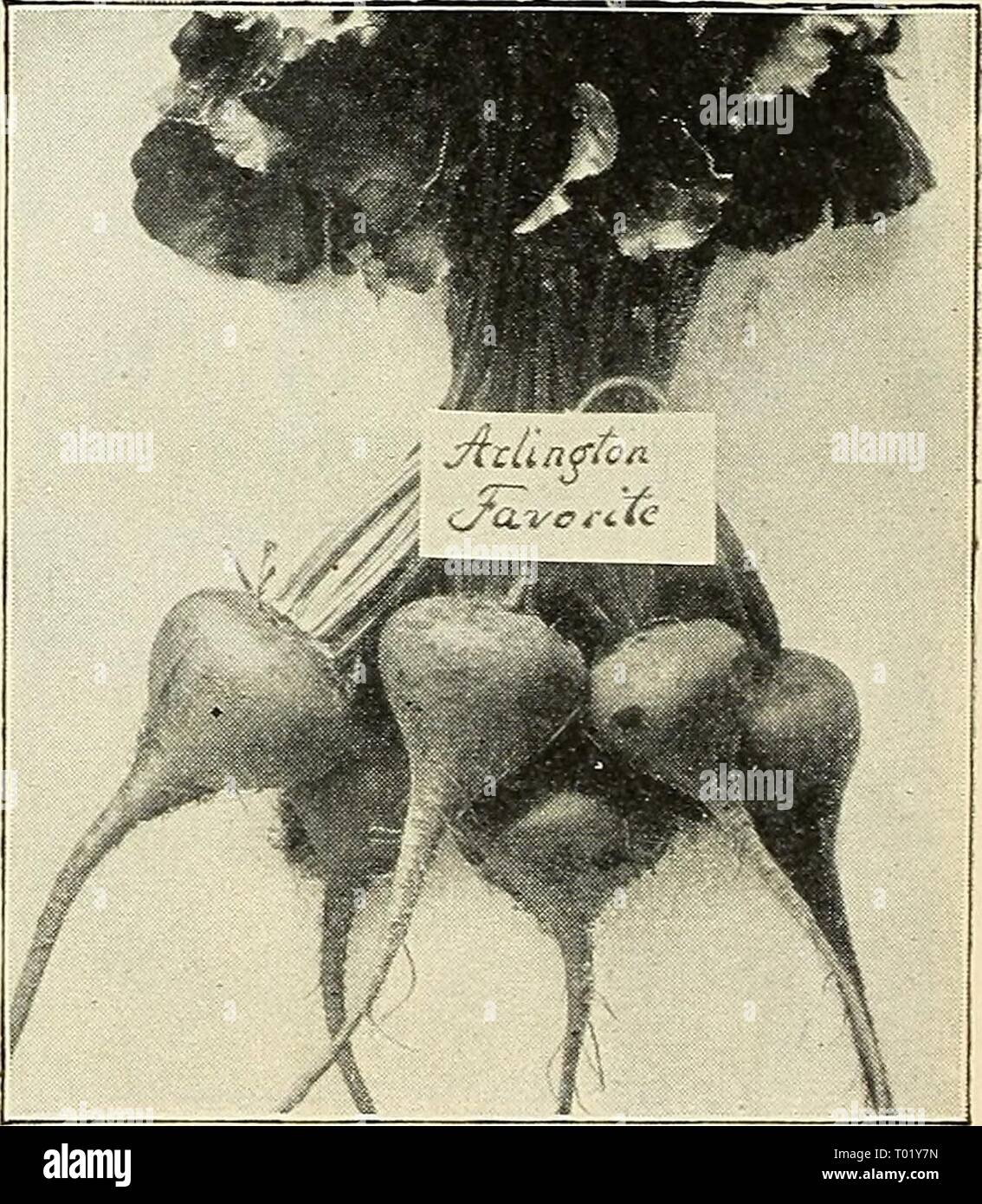 Dreer di giardinieri del mercato all'ingrosso listino prezzi : affidabile di semi vegetali, giardino requisiti, attrezzi, fertilizzanti, ecc . dreersmarketgard1904henr Anno: 1904 BARBABIETOLE DA ZUCCHERO. V^ lb. lb. 5 lbs Klein Wanzleben 10 25 gi 00 Zucchero bianco Green-Top 10 25 i 00 Imp. Imperial White 10 25 i co Lane migliorata del bianco 10 25 i 00 MAXGEL WURZEL. oz. 14 lb. lb. 5 libbre- Mammoth rosso lungo 5 10 25 gi 00 Golden il boccale 5 10 25 i 00 Golden-Yellow Mammoth 5 10 25 mi 00 di colore giallo o arancio Globe 5 10 25 i 00 Red Globe 5 10 25 mi 00 di broccoli. (Ger. Spargel-Kohl.) Capo Bianco. Grandi teste di bianco. Oz., 30 cts.; lb , ^l.oo BRUSS Foto Stock