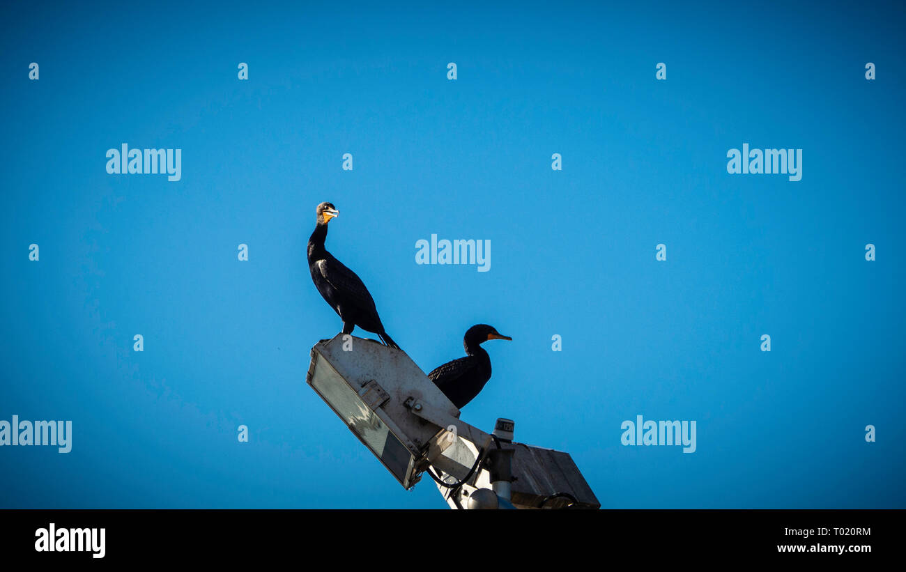 Una coppia di doppie-crested cormorano uccello al mattino Foto Stock