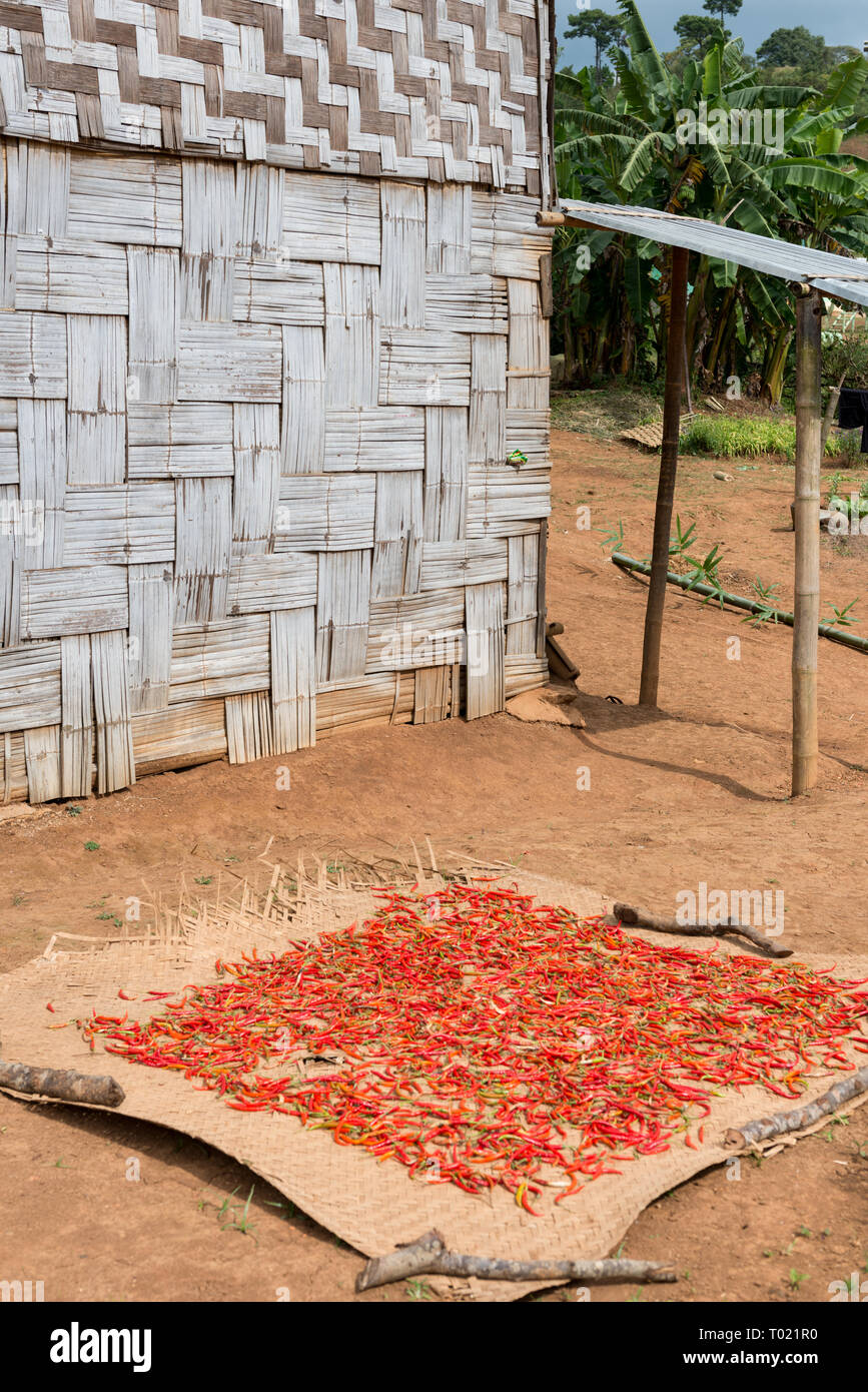 Immagine verticale di pepe rosso si asciuga in Lago Inle, Myanmar Foto Stock