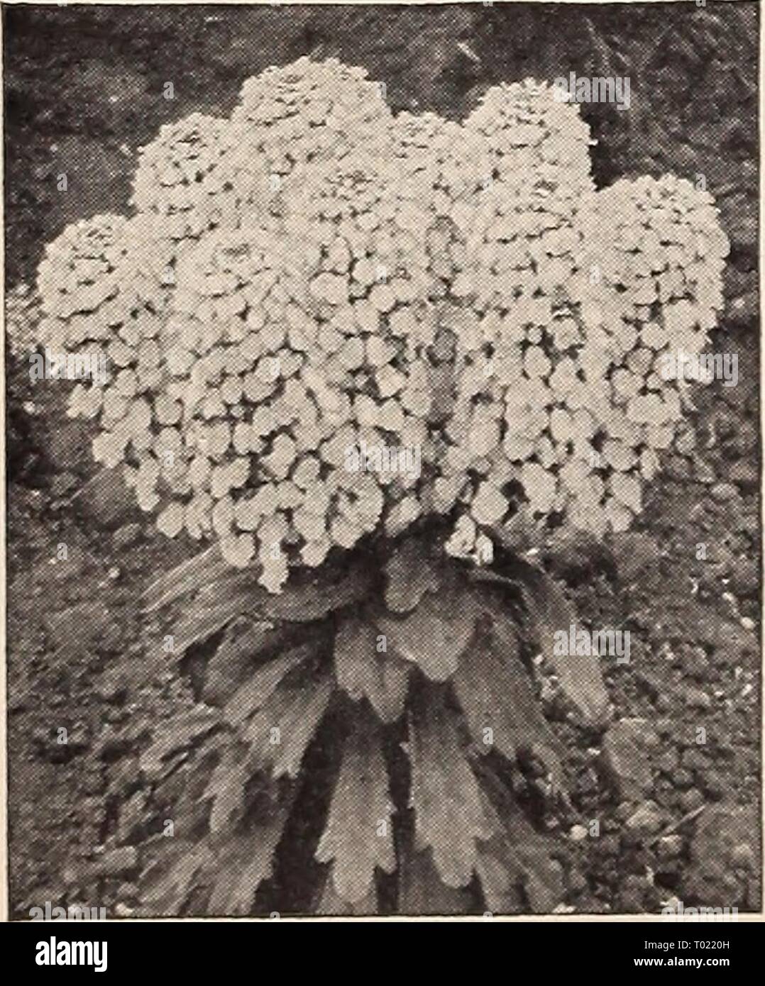 Dreer giardino del libro per 1941 . dreersgardenbook1941henr Anno: 1941 Campanula medium Campanula calycanthema ® ® Cup-e-Saucer Canterbury Bells questo è senza dubbio il migliore tipo di questo vecchio stile e molto pregiato pianta di giardino. Essa si differenzia dalle altre per il fatto che ogni fiore ha un ampio calice che è dello stesso colore del fiore. Giugno-luglio. 3 ft. 1661 blu scuro 1665 Rose-Pink 1663 Azzurro 1667 BIANCO A ny di sopra: Pkt. 15c; pkt di grandi dimensioni. 50c; oz. 75c. f 4768 Canterbury Collezione campana un pacchetto in ciascuno dei suddetti 4 colori, valore 60c, 45c. JJ 1670 Calycanthema, Migliori Mixe Foto Stock Dreer giardino del libro per 1941 . dreersgardenbook1941henr Anno: 1941 Campanula medium Campanula calycanthema ® ® Cup-e-Saucer Canterbury Bells questo è senza dubbio il migliore tipo di questo vecchio stile e molto pregiato pianta di giardino. Essa si differenzia dalle altre per il fatto che ogni fiore ha un ampio calice che è dello stesso colore del fiore. Giugno-luglio. 3 ft. 1661 blu scuro 1665 Rose-Pink 1663 Azzurro 1667 BIANCO A ny di sopra: Pkt. 15c; pkt di grandi dimensioni. 50c; oz. 75c. f 4768 Canterbury Collezione campana un pacchetto in ciascuno dei suddetti 4 colori, valore 60c, 45c. JJ 1670 Calycanthema, Migliori Mixe Foto Stock