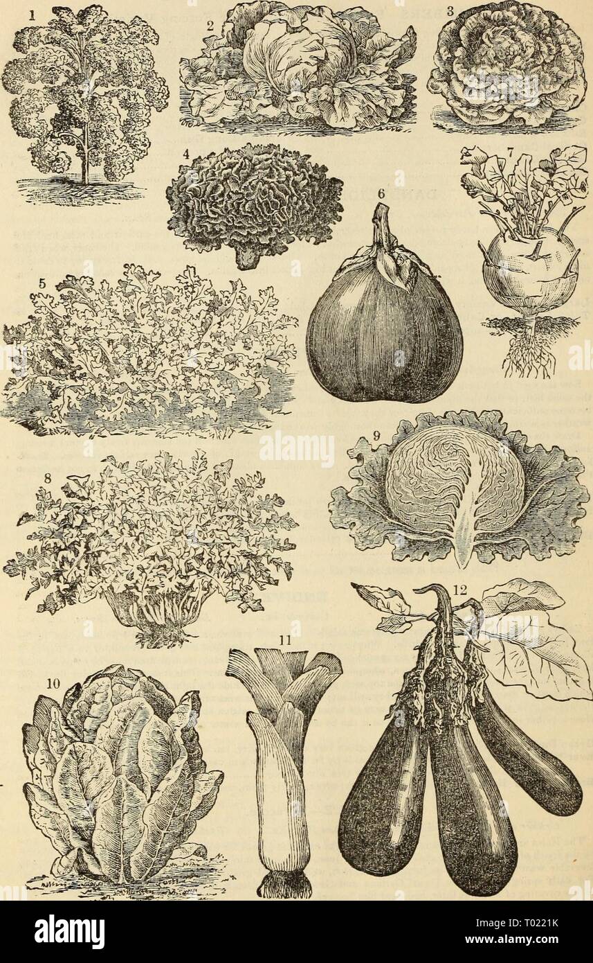 Dreer's garden calendario : 1883 . dreersgardencale1883henr Anno: 1883 20 DREER'S GARDEN CALENDARIO. t. Arricciata verde Scotch Kale. *. Inizio cavolo nero o bianco burro lattuga. ji Tennisball o Mercato Boston lattuga. 4. Boston lattuga arricciata. 5. Sempre bianco indivia arricciata. 6. New York migliorata grandi Egg-Plant viola. 7. Inizio bianco Kohl-Rabi di Vienna. 8. Thick-Leaved o Cabbaging Tarassaco. g. Hanson lattuga. 10. Kingsholm lattuga cos. 11. Grande Londra, o flag porri. 13. Inizio lungo Egg-Plant viola. Foto Stock