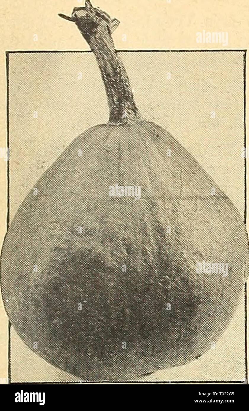 Dreer giardino del libro per 1946 : fedele per oltre un secolo . dreersgardenbook1946henr Anno: 1946 Dreer affidabile semi vegetali inverno Squash-Vming seminare vining inverno schiaccia 5 semi di una collina distanziati di non meno di 4 ft. oltre ogni modo. Coprire i semi V2 pollice profondo di midollo di Boston 858 Bosfon midollo. 100 giorni. Simi- lar nelle dimensioni e nella forma di Hubbard, 15 in. di lunghezza e 12 a di diametro. È duro e ruvido, arancio opaco e la pelle spessa, golden orange, grana fine, dolci carne. Il favorito per 'pompa- kin' torta. Pkt. 10c; oz. 30c; K lb. 90c; lb. $3.00. 871 Golden Hubbard. 100 giorni. In precedenza e smalle Foto Stock