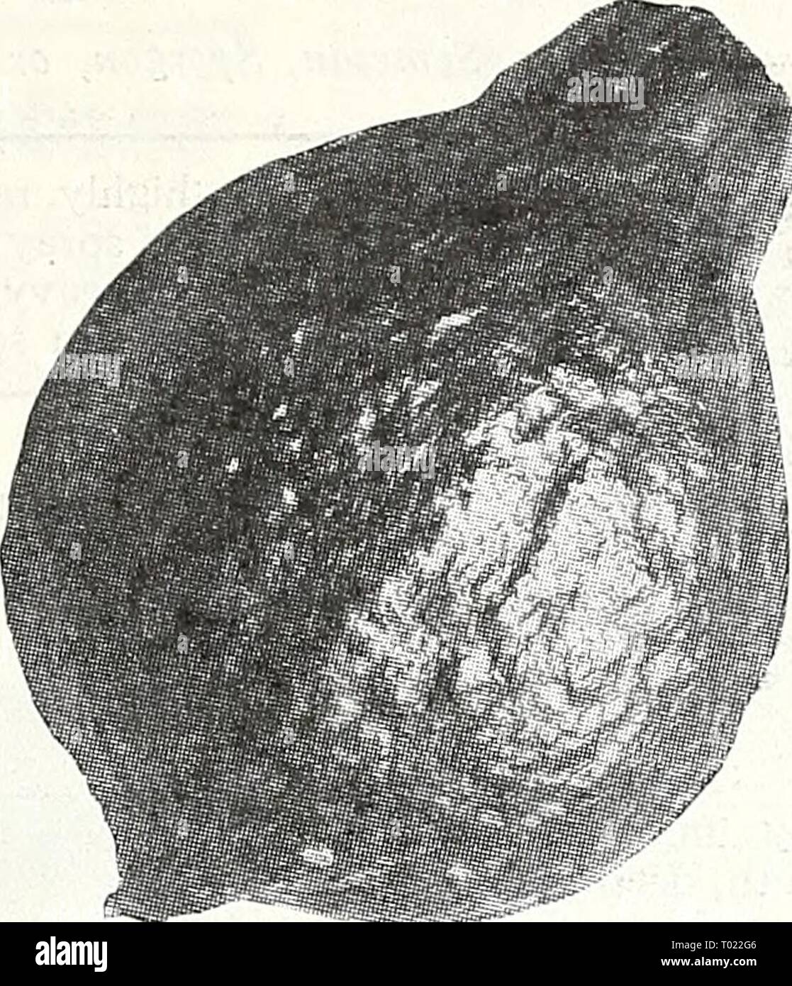 Dreer giardino del libro per 1947 . dreersgardenbook1947henr Anno: 1947 Inverno Squash-Vming seminare vining inverno schiaccia 5 semi di una collina distanziati di non meno di 4 ft. oltre ogni modo. Coprire i semi J4 pollice profondo. 858 di midollo di Boston. 100 giorni. Simi- lar nelle dimensioni e nella forma di Hubbard, 15 in. di lunghezza e 12 a di diametro. È duro e ruvido, arancio opaco e la pelle spessa, golden orange, grana fine, dolci carne. Il favorito per 'pompa- kin' torta. Pkt. 10c; oz. 30c; K lb. 90c; lb. $3.00. 885 BuH-ercup. 100 giorni. Un vigoroso, produttivo, finale Squash con piatto- tened frutti di medie dimensioni pesano- ing da 3 a 4 lb. Foto Stock