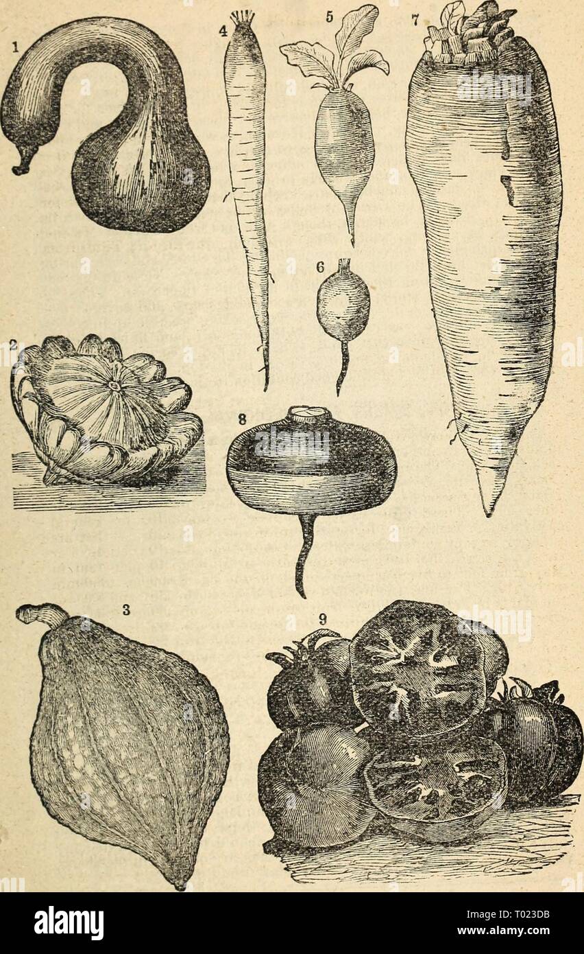 Dreer's garden calendario : 1877 . dreersgardencale1877henr Anno: 1877 Dreer's Garden calendario 1 Cashmv PuiflririR, o inverno Cbook- nbck Squash. " Emily Bush Squash. 5 Prima colazione francese Ravanelli. 6 Emily Scarlet Ravanello di oliva. 7 lungo Mangel-Wt Rosso di barbabietola rzel.Scep.H 8. Pvrple o Parte superiore rossa rapa. 9. Trofeo pomodoro. Per ravanelli, vedere pagina 29. Foto Stock