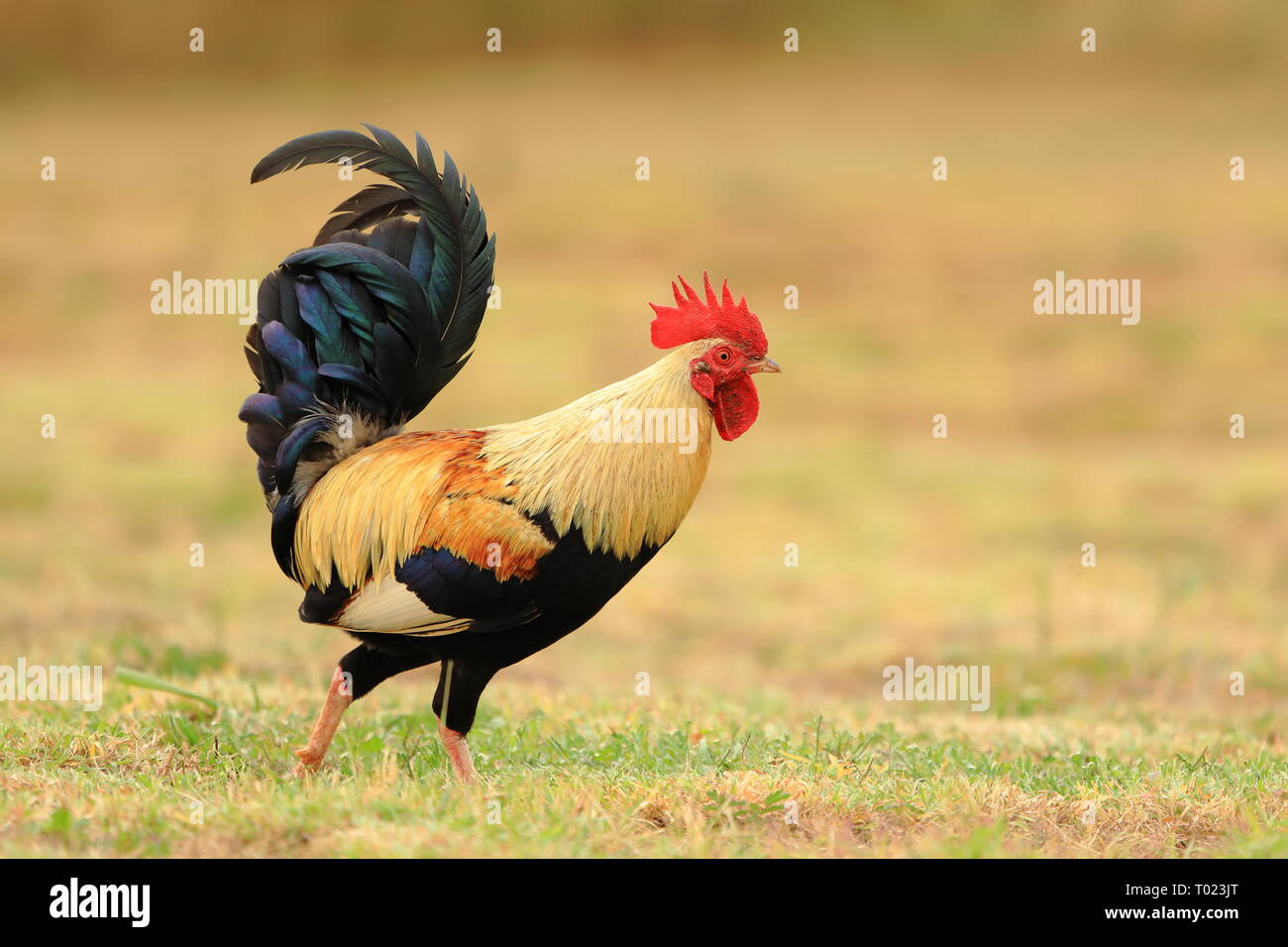 Coloratissimo pollo selvatico a Waimea, Kauai Foto Stock