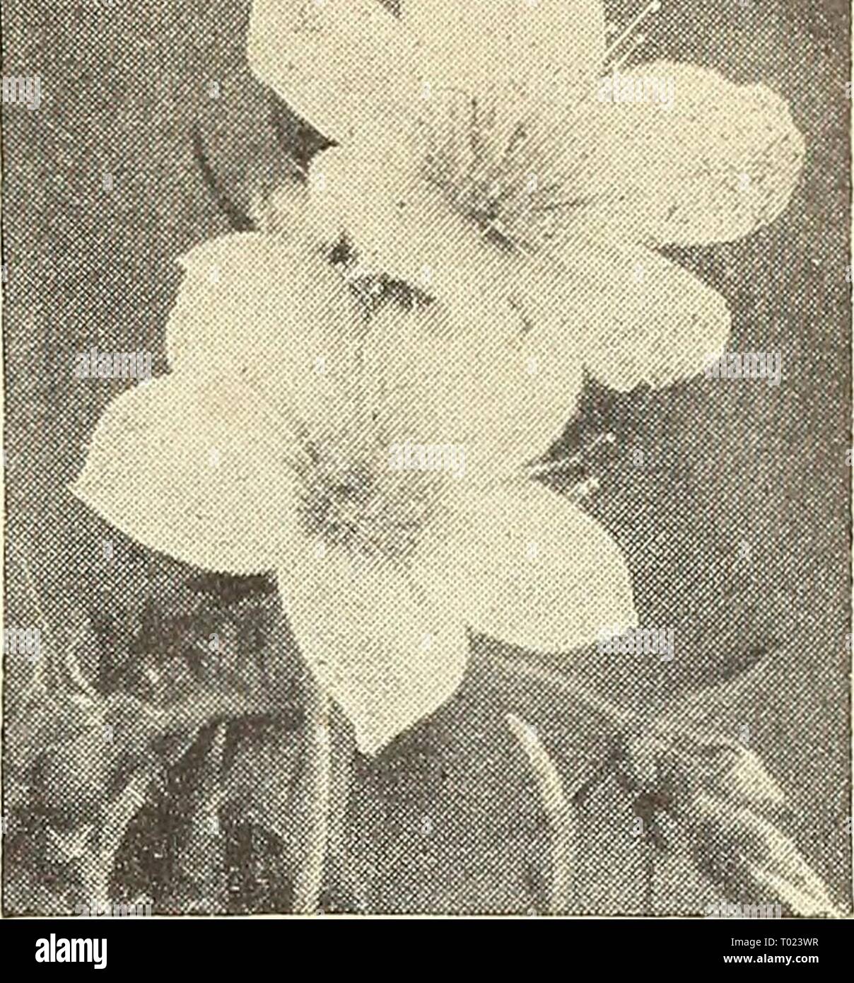 bhutanese siti di incontri