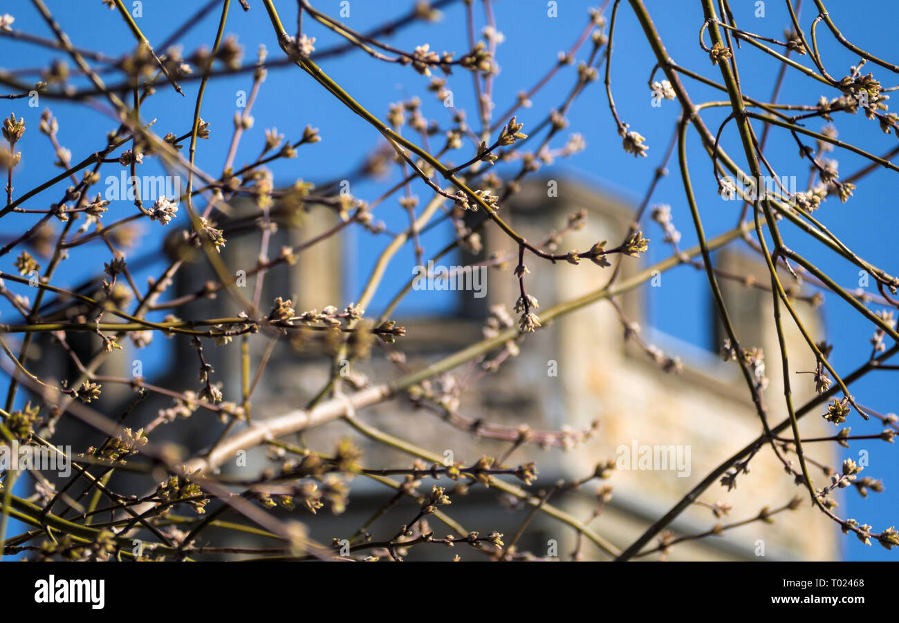 Fiori di Primavera nella parte anteriore del museo canadese della natura, Ottawa, Canada Foto Stock