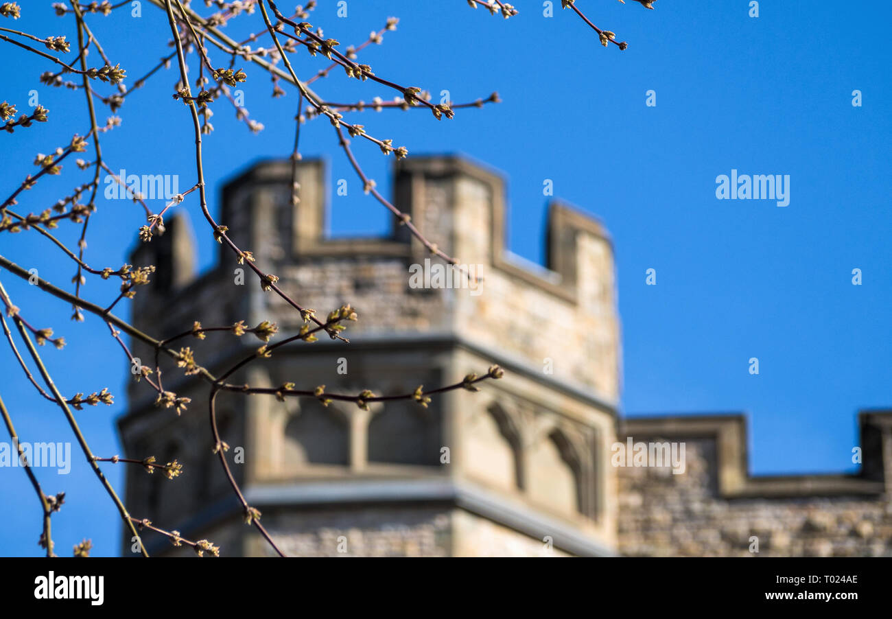 Fiori di Primavera nella parte anteriore del museo canadese della natura, Ottawa, Canada Foto Stock