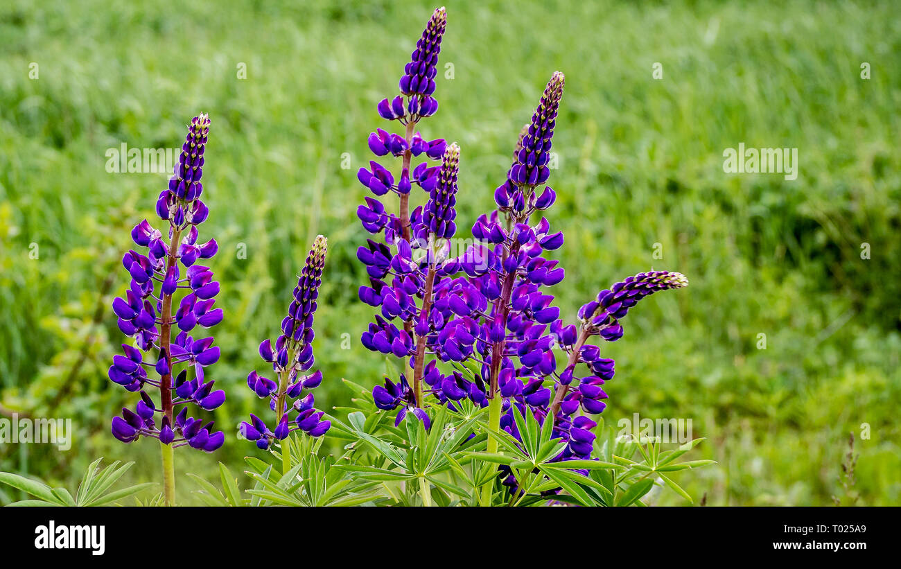 Lupin fiori che sbocciano in PEI, Canada Foto Stock