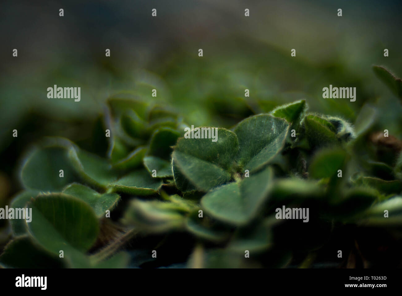 Una macro shot di trifogli; la carta da parati; HD Foto Stock