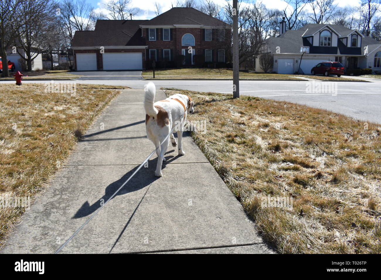 Passeggiate con il cane Foto Stock