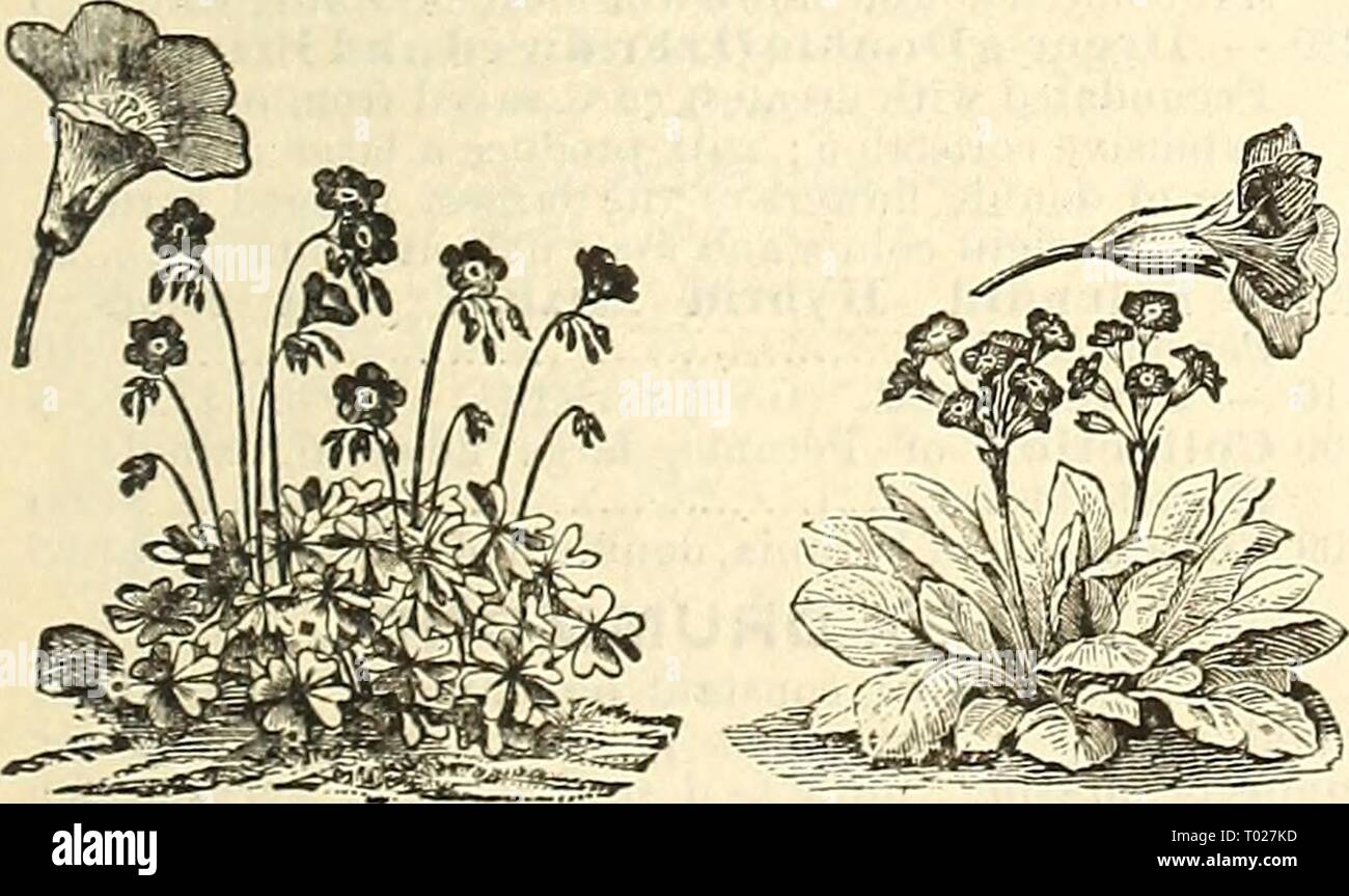 Dreer's garden calendario : 1886 . dreersgardencale1886henr Anno: 1886 NAsruKiiUM-Kmp. dell'India. NiEREMBERGIA. C1.j3 N. Empress of India. Molto dwarf abito', con dark-fogliame oscurata; fiori cremisi brillante; un abnniiant bloomer 15 - Tom Thiinib Scarlet 5 - Tom Thumb giallo 5 - Tom Thumb perla. Bianco crema 5 - Tom Thumb Spotted. Bellissimi fiori maculato 5 (iUl G142 GH4 6145 Ci4(3 - Tom Thumb Ccerulea Rosea. Kose- tintcd jiurplish maroon 10 - Tom Thumb Crystal Palace Gem. Sul- phur-fiori colorati, con il rosso scuro posto vicino alla base di ciascun petalo 5 C147 - Re di Toin pollici. Appariscente, intensa sc Foto Stock