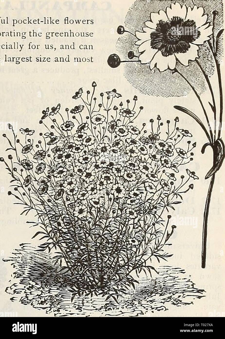 Dreer's garden calendario : 1900 . dreersgardencale1900henr Anno: 1900 Calliopsis. CALEIOPSIS. Appariscente e bella, free-fiore- ing annuari, fioritura per tutta l'estate ed eccellente per il taglio e la massa- ing. (Vedere taglio.) PER PKT. 1701 Coronata. Appariscente grandi fiori gialli 5 1702 Golden Wave {Drum- motidii). Grande, ricco, oro- en-fiori gialli con castagne e marroni, centri di pro- duced in grande abbondanza. 5 1704 tinctoria. Golden-yel- bassa con occhio granato 5 1705 Tinctoria Fl. PI. Doppia e semi-doppio di fiori di giallo e rosso granato 5 1703 Nigra Speciosa. Ricca crimson 5 1710 misto. Tutti i tipi a scelta 5 170 Foto Stock