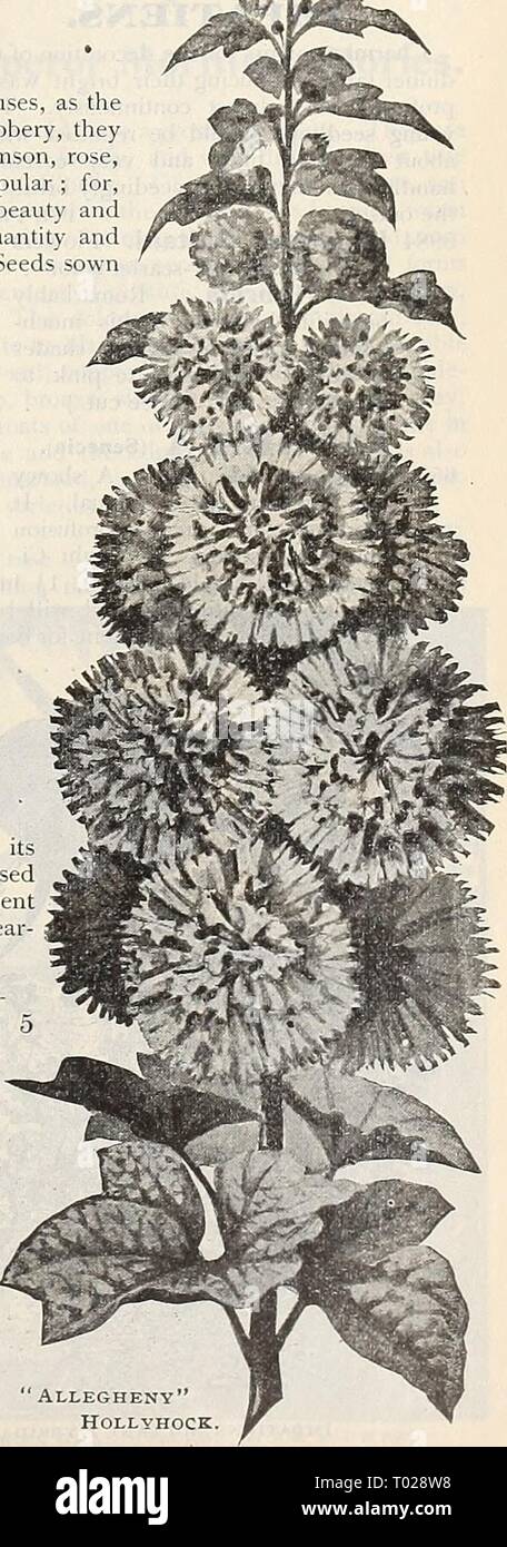 Dreer's garden calendario : 1899 . dreersgardencale1899henr Anno: 1899 Hibiscus, Giant Yei bassa. 5950 Scelta Extra doppio misto. Peroz. §1,00 10 5949 importati raccolta di 12 varietà 75 5959 importati raccolta 6 of- cravatte 40 onestà (mezzogiorno wort.) Hardy biennale, ammirato per il suo seme argenteo sacche, che sono utilizzati per la casa di ornamenti, in quanto presentano una bella e piuttosto curioso appaiono- mente. 5953 onestà ( Lunaria Bien- &gt;IIS). 2 piedi HIMEA. Una bella pianta ornamentale, sia per pentole o gar- tane, producendo depressione piramidi di rosso rubino, erba - come i broccoli, avente una peculiare ancora Foto Stock