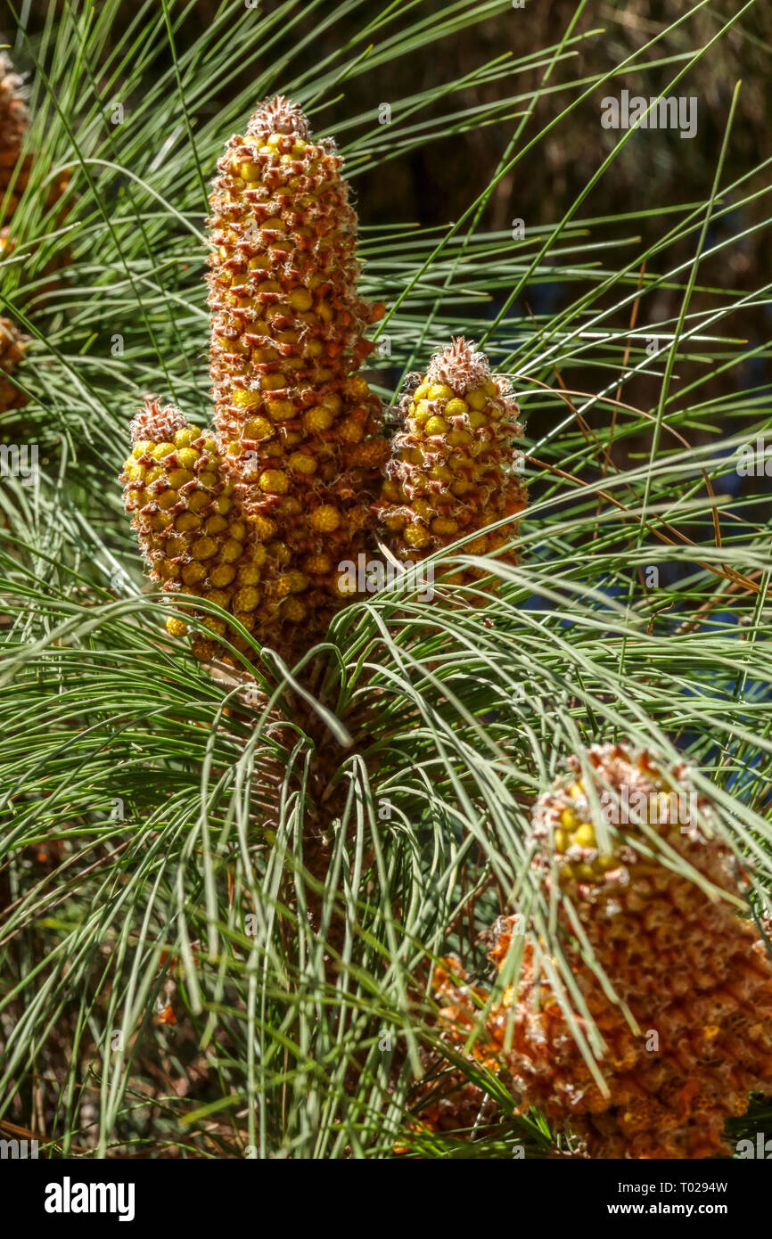 Isole Canarie, pino Pinus canariensis, coni a molla Foto Stock