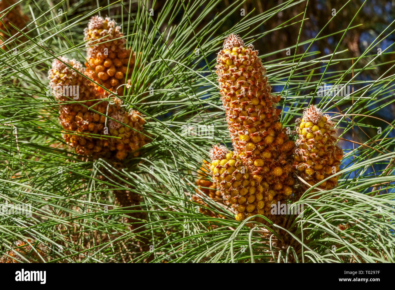 Pino delle Isole Canarie, Pinus canariensis, coni primaverili coni maschili, ricchi di polline Foto Stock