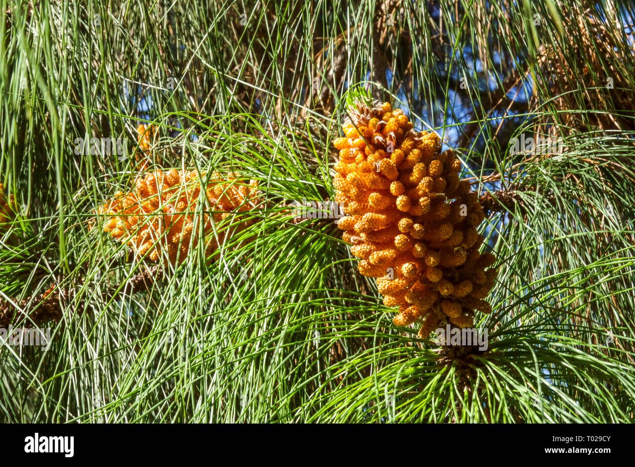 Pino delle Isole Canarie, Pinus canariensis, coni primaverili coni di conifere fiorite di Pinus pieni di coni maschi di polline Foto Stock