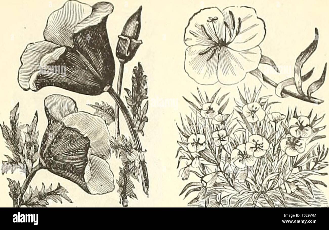 Dreer's garden calendario : 1891 . dreersgardencale1891henr Anno: 1891 DiANTHUS, MoCJiNING mantello. DiCTAMNUS. DIANTHUS- continua. per pkt. 5724 Moorniiig mantello. Kich, nerastra crimson; un molto profumati e fiori di efficace 10 5723 Nanns Atro-Sanguiiieus. Un impianto di nana pro- diminuire globulare double dark rosso sangue e fiori in grande profusione ; 6 pollici 10 5725 Fagiano's Eye (P/MMA7n'"siS?TOp&lt;e:c). Un beau- tifulsingle varietà, con frange a doppio taglio flusso bianco- ers e un centro scuro; ardito perenne; 1 piedi.... 5 5727 Plumarius Scoticus Flore Pleno {Double Scotch^ o Paisley Rosa). Doppia, grande flo Foto Stock