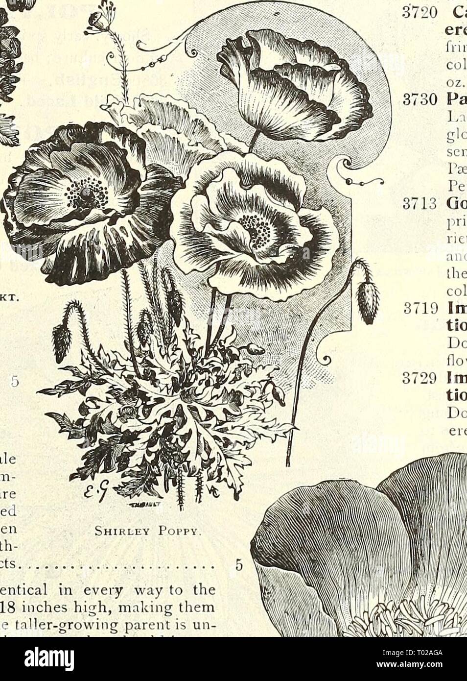 Dreer's garden calendario : 1903 . dreersgardencale1903henr Anno: 1903 papaveri. Doppio fiore di garofano papavero. Unico papaveri annuale. PER OGNI P 3691 Danebrog, o Croce danese. Molto appariscente varietà, producono grandi fiori semplici di scarlatto brillante, con un colore bianco-argenteo posto su ciascun petalo, formando così una croce bianca 3696 Shirley. Queste affascinanti papaveri sono singoli o semi-doppio. La gamma di colori, che si estende dal bianco puro attraverso le più delicate sfumature di rosa pallido, rose e carmine al più profondo il crim- figlio, viene variato in modo che a malapena due sono uguali, mentre molti sono delicatamente orlato e striato. Il Foto Stock