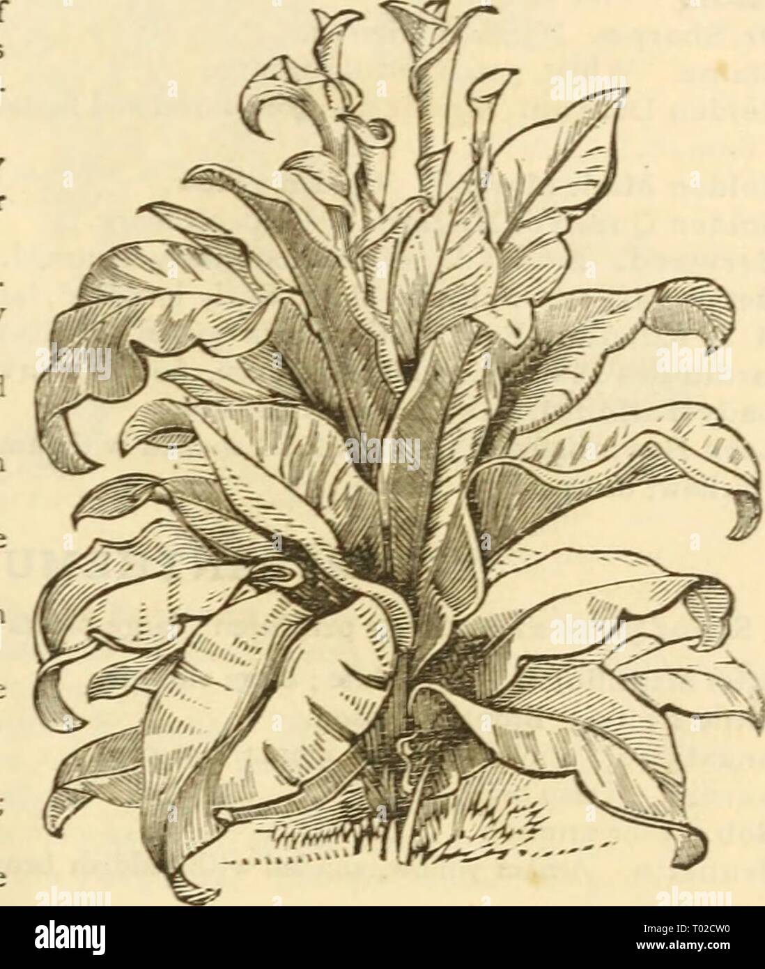 Dreer's garden calendario : 1883 . dreersgardencale1883henr Anno: 1883 ESSICCATORE GIARDINO DEL CALENDARIO. 103 Camellia japonica. Il seguente elenco comprende le varietà più diffuse di questo preferito inverno-rigogliosa pianta. I prezzi variano in base alle dimensioni ; per piante in fiore da 75 cts. a gi;&GT; ciascuna. Alba Plena. Doppia bianca, Alba Plena Fimbriata. Bordi frange. Caleb Papa. La colorazione rosa. Candidissima. Bianco crema. Duchesse d'Orleans. White th crimson. Dunlaps bianco. Gilesi. Rosso e bianco, ammenda. Henri Favre. Rosa salmone. Imbricata. Cr.mson, patinato bianco. Jeffersoni. Deep color cremisi. Jenny Lind. Pentecoste Foto Stock