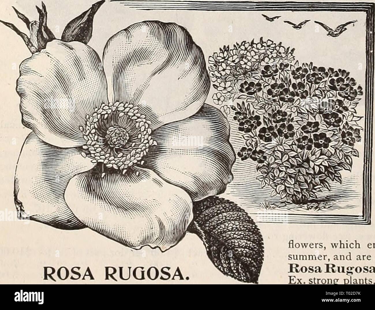 Dreer's garden calendario : 1896 . dreersgardencale1896henr Anno: 1896 Hardy rose rampicanti. Il seguente elenco comprende il meglio della hardy rose rampicanti. Baltimore Belle. Arrossire, fiori in cluster. Arrampicata- Hermosa. Bella rosa puro, molto libera. Gemma delle praterie. Ricco di colore rosa, molto profumato. Grevillea, o sette sorelle. Fiori in cluster, l'apertura di una luce di colore rosa, cambiando in bianco puro. Prairie Regina. Deep rose, Hardy e desiderabile. Reine Marie Heuriette. Ricco ciliegio crimson, uno dei più belli di hardy rose rampicanti. Sweet Briar. Rosy rosa. Tennessee Belle. Arrossire di buone dimensioni, Foto Stock