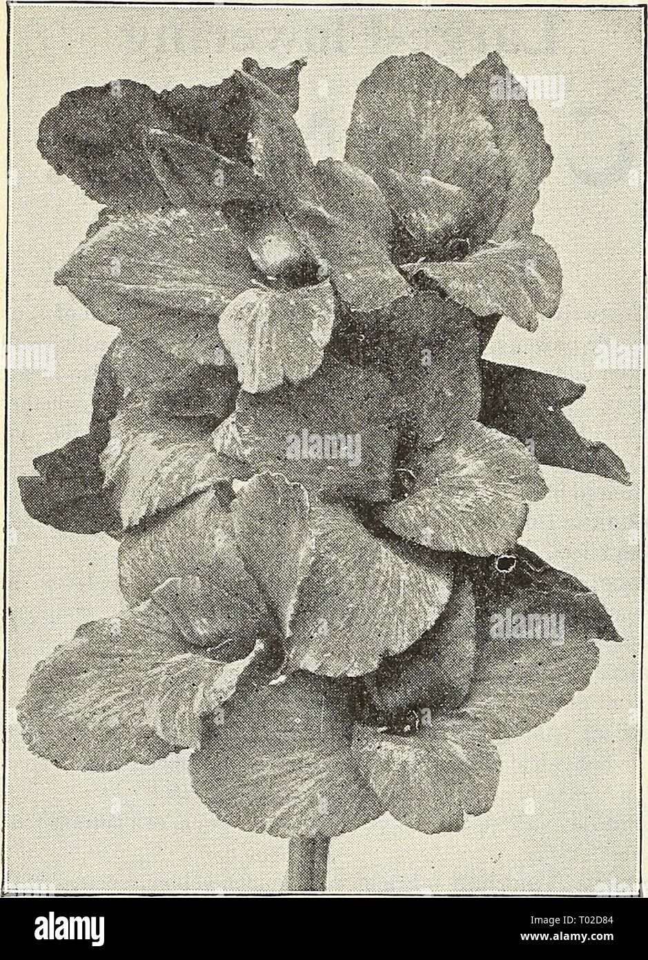 Dreer's garden calendario : 1903 . dreersgardencale1903henr Anno: 1903 (Lf&GT; 122 lENRTADREER -a Philadelphia PA-^Hf GARDEM^OREEriHOUSE PlANlSi canna, la sig.ra Kate grigio. firs. Kate grigio. Il più robusto-crescente Canna nella nostra collezione ; l'impianto raggiunge una altezza da 6 a 7 piedi, con ampia e massiccia fogliame di un luminoso verde lucida; molto come l'abissino Banana in dimensione e sostanza, e formando un bel foglio al gigantesco travature di fiori che sono di una ricca tonalità di arancio-rosso scarlatto sovrapposto con oro e misurare da 6 a 7 cm di diametro. (Vedere taglio.) Paolo Grotz. Profonda ve satinata Foto Stock