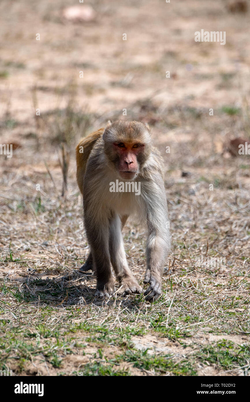 Macaco Rhesus (macaca mulatta) dell India Foto Stock